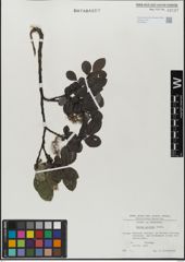 Foto von Salix glabra Scop.